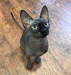 Sphynx Kittens For Sale by Reputable Breeders | Pets4You