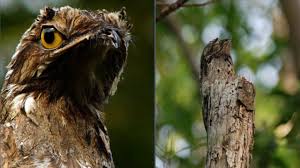 O canto do urutau a meia noite ave fantasma do canto assustador. Conoce Al Ave Fantasma Pajaro Fantasma O Urutau Comun