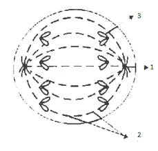 The text provides comprehensive coverage of foundational research and core biology concepts through an evolutionary lens. The Diagram Given Below Represents A Stage During Mitotic Cell Division In An Animal Cell I Identify The Stage Give A Reason To Support Your Answer Ii Name The Parts Labelled 1