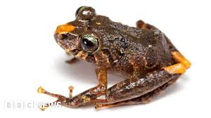 Image result for Pristimantis mutabilis