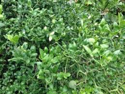Image result for Rutaceae