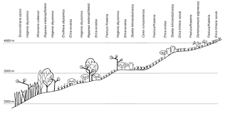 Image result for Exotheca