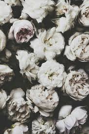 Flowers Background Tumblr Flowers Beautiful Flowers Floral