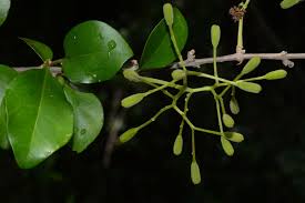 Image result for Pisonia aculeata