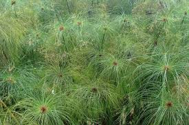 Image result for Cyperus dives