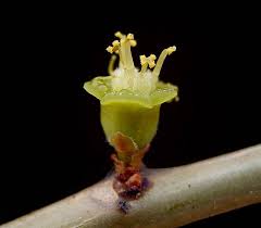 Image result for Euphorbia espinosa