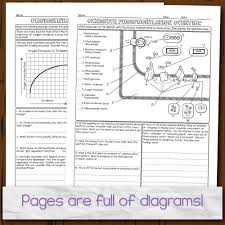 Photosynthesis And Respiration Homework Pages