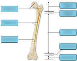 □ it possesses also a certain degree of toughness and elasticity. Art Labeling Activity Structure Of A Long Bone Diagram Quizlet