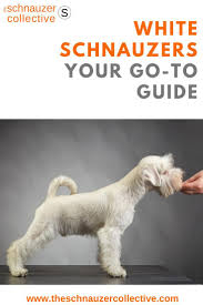 Giant schnauzers also make fine guard dogs as they are loyal. What You Need To Know About White Schnauzers In 2021 White Schnauzer Schnauzer Therapy Animals