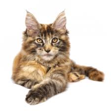 This increased permeability results in the leakage of fluid into the lung, causing edema, or swelling. What Is Hcm Goddard Veterinary Group