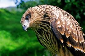 Birds Of Prey Images Download Birds Prey Download Http Whatstrendingonline Com Birds Prey Download Vogels Roofvogels