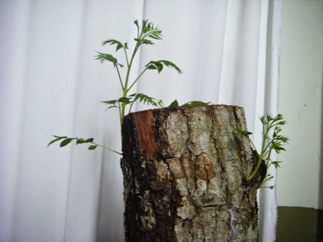 Resultado de imagen para adviento renuevo"