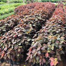 Image result for Acalypha