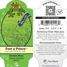 Image result for Sagina abyssinica