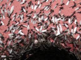 The method of getting rid of an ant colony depends on where the nest is located. The Amazing Secrets Behind Flying Ant Day