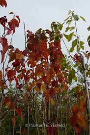 Collingwood ingram is an outstanding small flowering cherry tree, and a perfect choice for the smaller garden. Prunus Collingwood Ingram Plantentuin Esveld