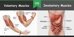 We did not find results for: Difference Between Voluntary And Involuntary Muscles Bio Differences