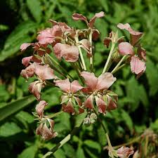 Image result for Pelargonium luridum