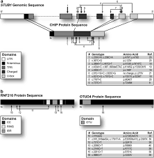 Emerging evidence of coding mutations in the ubiquitin–proteasome system  associated with cerebellar ataxias