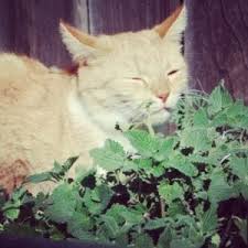 Catnip and grapefruit are ushering in a new era of insect repellants. Catnip Herb Of The Week Commonwealth Center For Holistic Herbalism