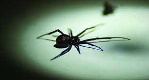 Female black widows are famous for their toxic venom. How To Identify Black Widow Spiders Spider Facts Orkin