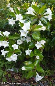 Image result for Berlinia grandiflora