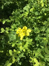 Image result for Oxalis pes-caprae