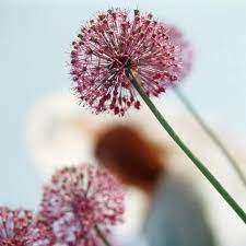 Giant Pink Onion Flowers Allium Giganteum Ornamental Onion Photographic Print Eising Studio Food Photo And Video Art Com In 2020 Onion Flower Flowers Photographic Print