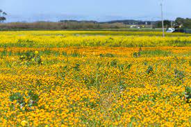 Half moon bay yellow flowers location. Where To Find The Flower Fields In Northern California