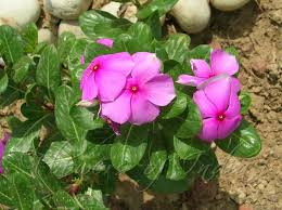 Image result for Catharanthus roseus
