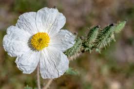 Image result for Argemone mexicana