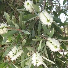 Image result for Melaleuca quinquenervia