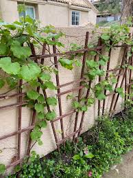 We planted black monukka variety. How To Grow Grapes In Your Backyard American Farmhouse Lifestyle