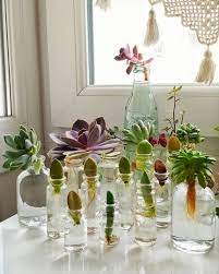 Check spelling or type a new query. Water Therapy For Succulents Planting Succulents Water Plants Plants Grown In Water
