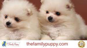 We did not find results for: About The Shih Pom Crossbreed Youtube