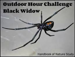 Reviewed by jennifer robinson, md on december 16, 2020. Black Widow Spider Nature Study Using The Outdoor Hour Challenge Widow Spider Black Widow Spider Spider