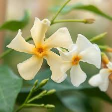 Star jasmine, native to asia and sometimes called indian jasmine, earned its name from the fragrance that smells a lot like jasmine that emanates from its blooming. Large 6 7ft Specimen Climber Star Jasmin Fragrant Evergreen Trachelospermum As Chili And Vanilla Garden Plants