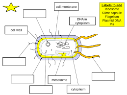 Plant cells also have a cell wall, chloroplasts and usually a permanent vacuole. Aqa Gcse Biology Paper 1 Revision Topics B1 B4 Teaching Resources