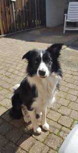 De très nombreux border collies trouvent l'équilibre hors du cadre travail. Border Collie Bordercollie Chiens Border Collie Chien Chiens De Troupeau