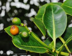 Image result for Psychotria heterosticta
