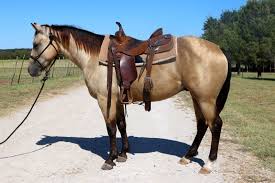 She has been ridden by beginners. Vons Wrangler Br Fred Holy Cow Performance Horses