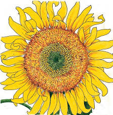 I was looking for the huge russian sunflowers that i could have my granddaughter plant and we can watch them grow together. Sunflower Russian Mammoth Organic Seeds For Generations