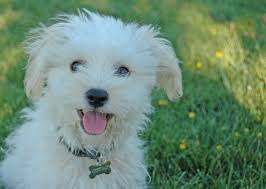 Puppies need their first vaccinations at six to eight weeks old. Puppy Vaccinations Why Puppies Need A Series Of Shots Dr Sophia Yin
