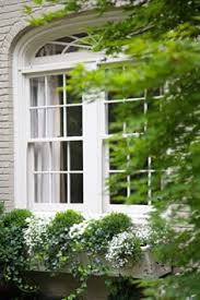 Image result for Impatiens bequaertii