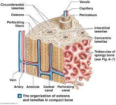 Spongy Bone Containg Red Bone Marrow Basic Anatomy And Physiology Anatomy Bones Human Bones Anatomy