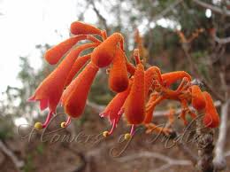 Image result for Firmiana