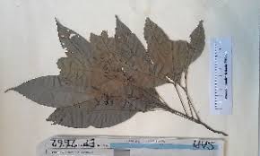 Image result for Glenniea