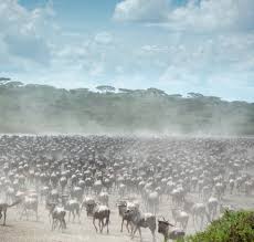 Southern Serengeti, located in Tanzania, typically experiences the  wildebeest calving season from late January to February. During this time,  thousands of wildebeest give birth, attracting predators and offering  remarkable wildlife viewing opportunities. #