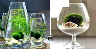 Pin On Plantes Decos Florales