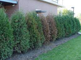 Aug 19, 2018 · expert response. Any Way To Bring Back Arborvitaes With Browned Out Foliage Pennlive Com